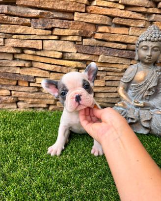 Bulldog francese
