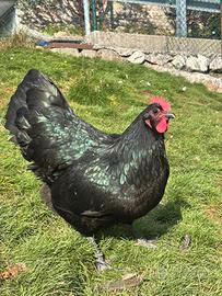 Galline australorp nere e blu