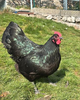 Galline australorp nere e blu
