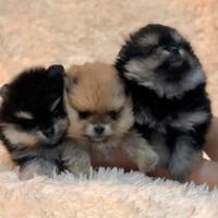 Cuccioli Pomerania nano