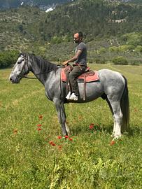 Cavallo