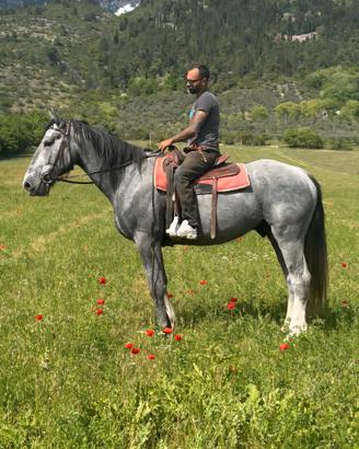 Cavallo