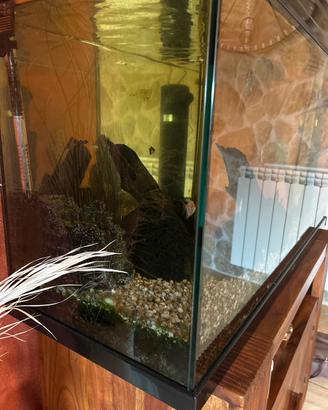 Acquario