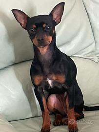 Pinscher femmina