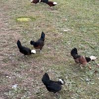 Gallo gallina olandese