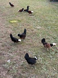 Gallo gallina olandese