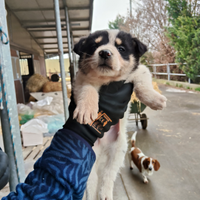 Australian x border collie