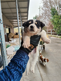 Australian x border collie