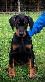 Cuccioli Dobermann Pedegree ENCI