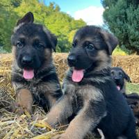 Pastore Tedesco cuccioli
