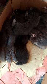 Gattini