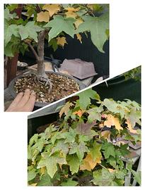 prebonsai, concime e attrezzi 