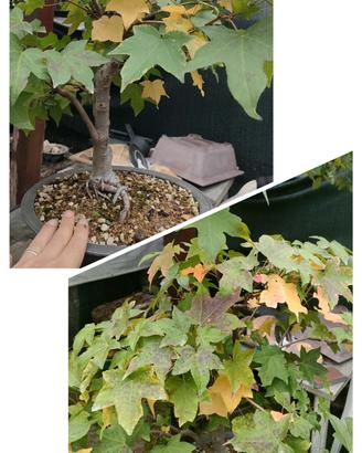 prebonsai, concime e attrezzi 