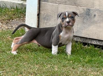 American pitbull terrier