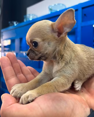 Chihuahua con pedigree