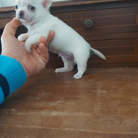 Chihuahua mini toy