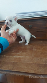 Chihuahua mini toy