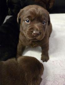 Cucciolo Labrador