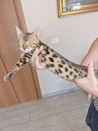 Gatto bengala