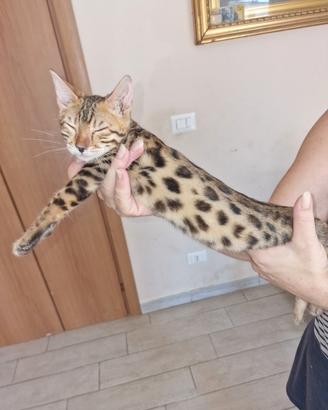 Gatto bengala