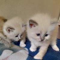 Cuccioli Ragdol Blue Point e Bicolor