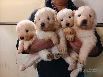 Cuccioli Pastore Maremmano