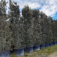 Quercus ilex altezza 6 metri in vaso