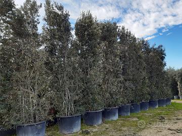 Quercus ilex altezza 6 metri in vaso