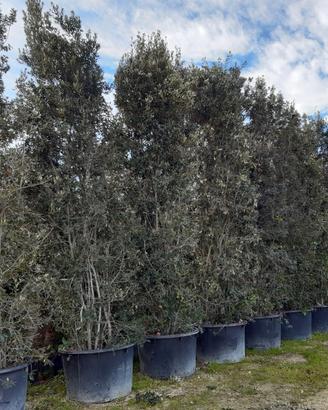 Quercus ilex altezza 6 metri in vaso