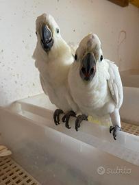 Cacatua allevati a mano