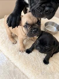 Francese Bulldog
