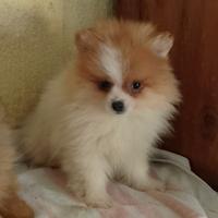 Spitz nano particolar