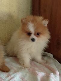 Spitz nano particolar