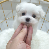 Cucciolo di maltese
