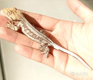 Geco Correlophus Ciliatus Crestato baby