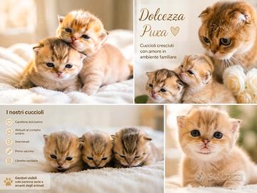 Cuccioli scottish fold e british disponibili