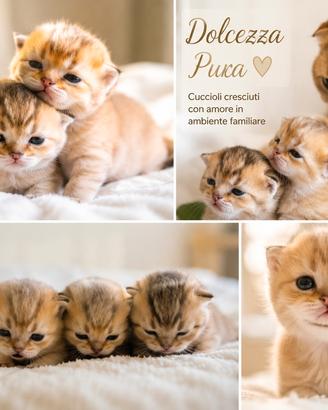 Cuccioli scottish fold e british disponibili