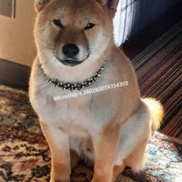 Shiba Pedigree ENCI