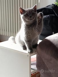 British shorthair
