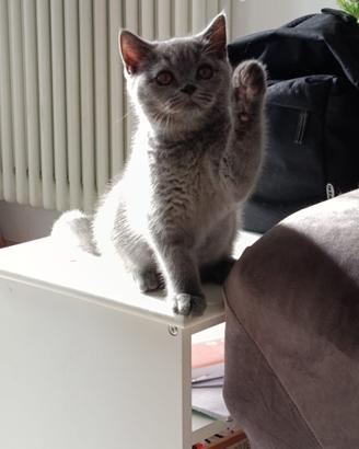 British shorthair
