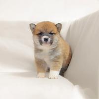 Shiba Inu in pronta consegna