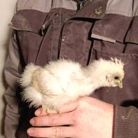 Pulcini/Pulcinotti Moroseta