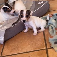 Cucciolo di jack russel