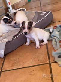 Cucciolo di jack russel