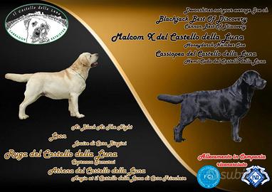 Cuccioli labrador selezione giallo/nera