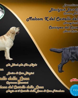 Cuccioli labrador selezione giallo/nera