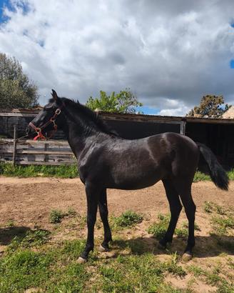 Puledro andaluso