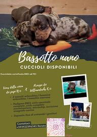 Cuccioli di bassotto nano a pelo corto pedigree en