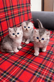 Cuccioli di scottish straight e fold
