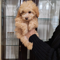 Cuccioli di Maltipoo